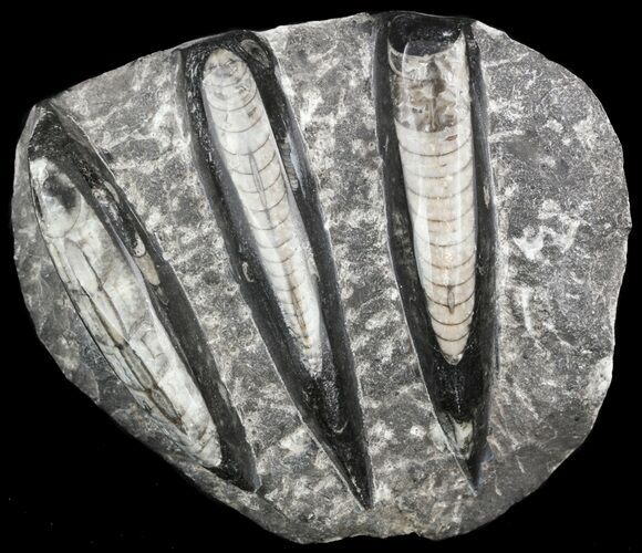 Polished Fossil Orthoceras (Cephalopod) Plate #52566